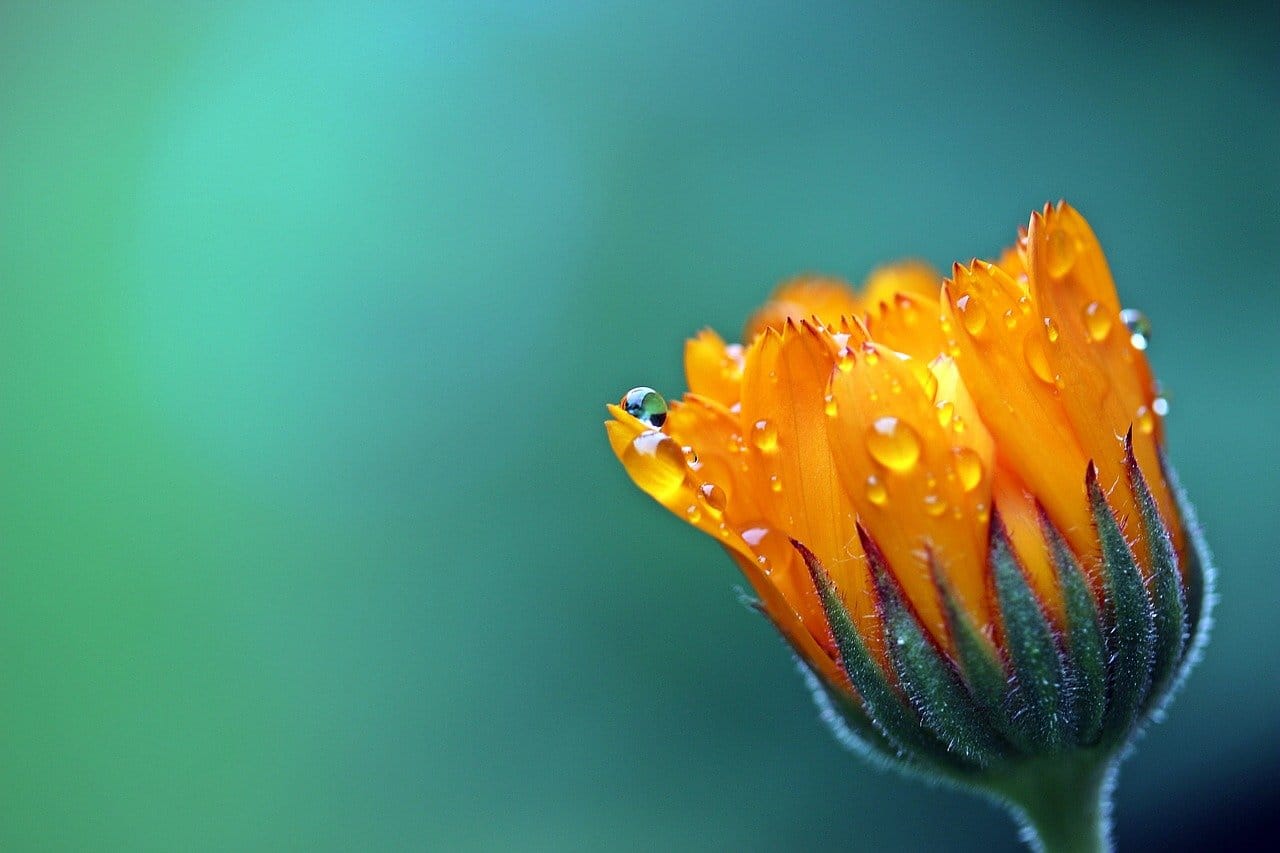 marigold, flower, dewdrops-1568646.jpg