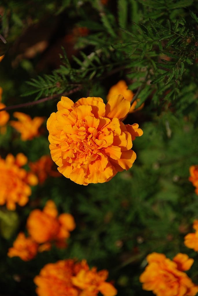 marigold, flower, garden-3962210.jpg