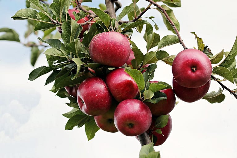 apples, red apple, ripe-2788599.jpg